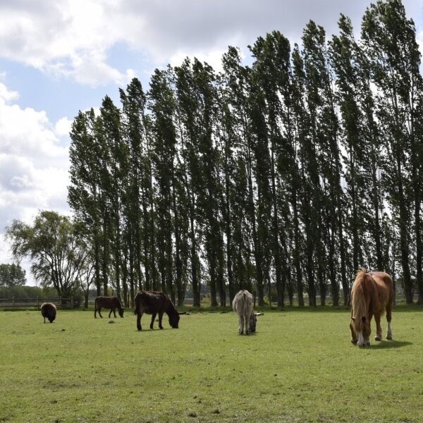 Vacature opvang jongere - zorgboerderij vzw Gooikenshoeve